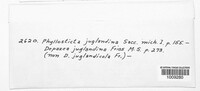 Phomopsis juglandina image